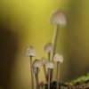 Mycena sp